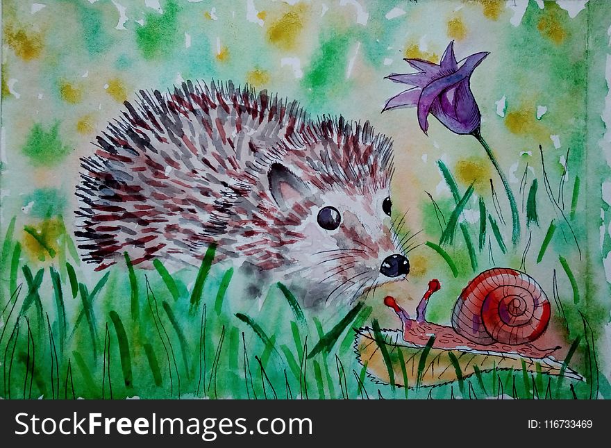 Hedgehog, Erinaceidae, Fauna, Domesticated Hedgehog