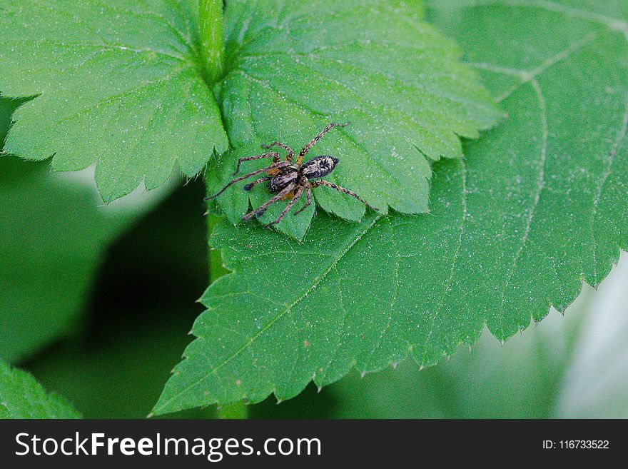 Insect, Leaf, Urtica, Pest