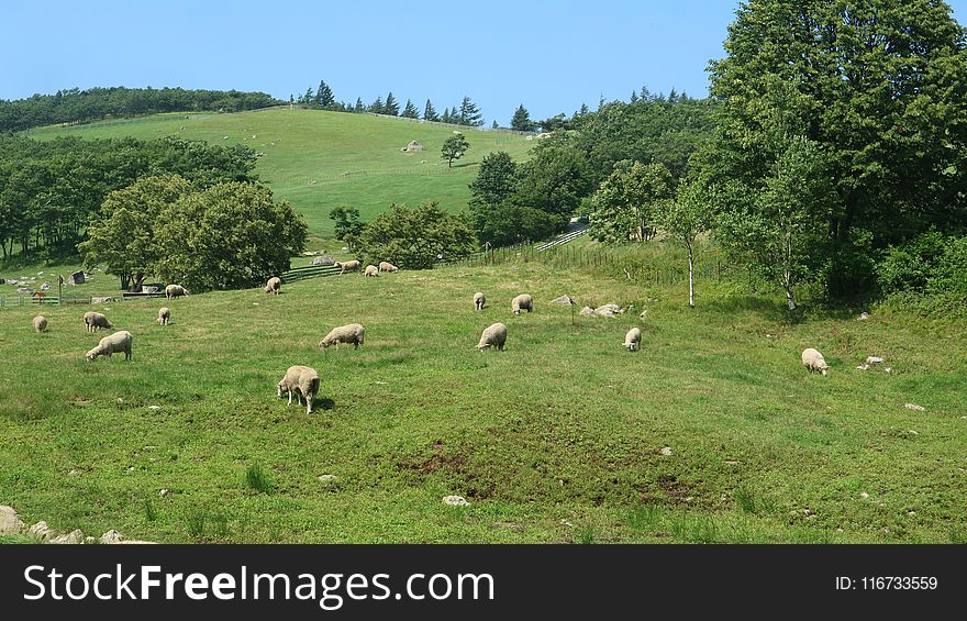 Grassland, Pasture, Herd, Grazing