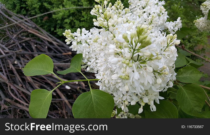 Plant, Flower, Nannyberry, Lilac