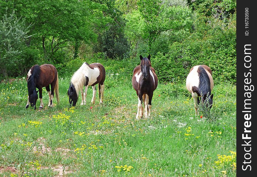 Horse, Pasture, Grazing, Ecosystem