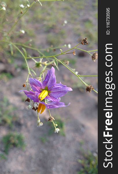 Flower, Flora, Plant, Purple