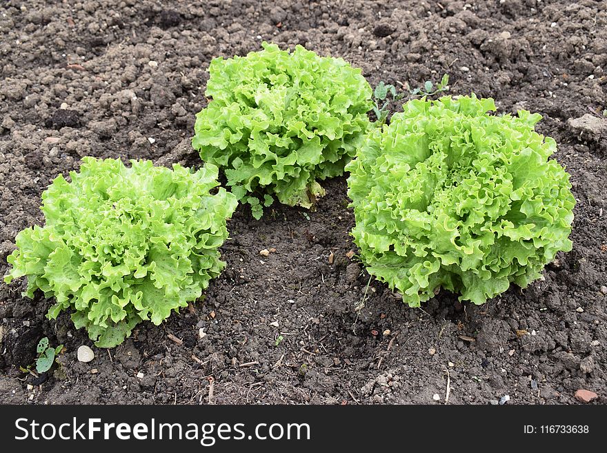 Leaf Vegetable, Lettuce, Soil, Produce
