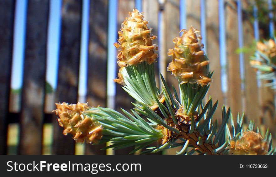 Pine Family, Conifer, Spruce, Plant
