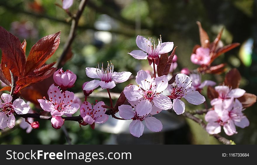 Flower, Plant, Flora, Blossom