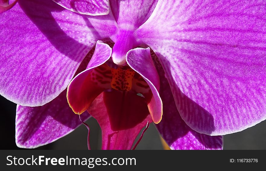 Flower, Violet, Purple, Pink