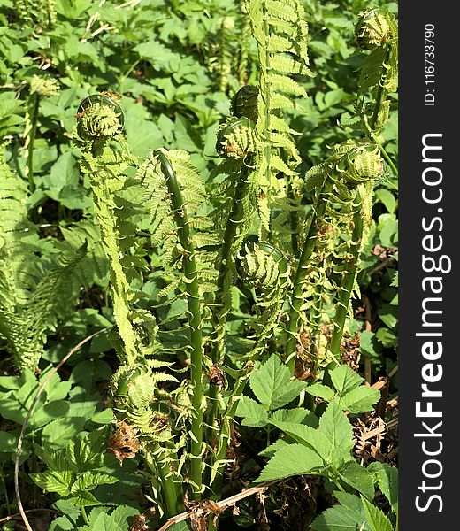 Plant, Herb, Ferns And Horsetails, Vascular Plant