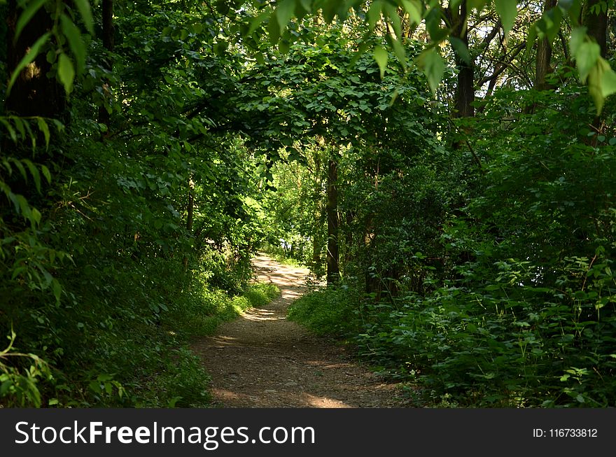 Vegetation, Ecosystem, Nature Reserve, Forest