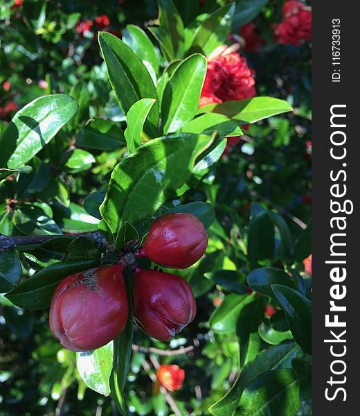 Plant, Fruit, Fruit Tree, Evergreen