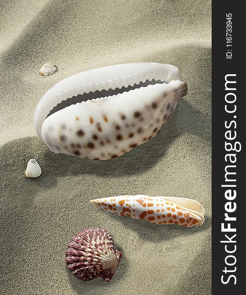 Seashell, Cockle, Conch,