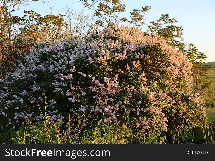 Plant, Flora, Vegetation, Flower