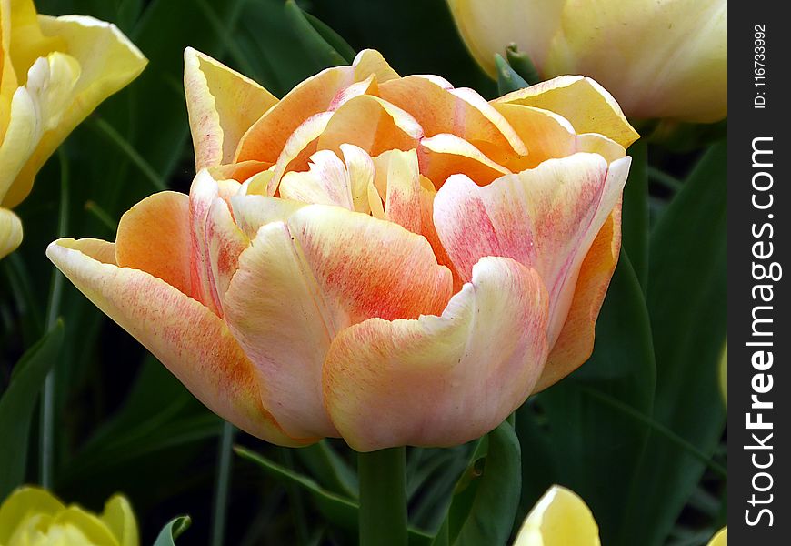 Flower, Plant, Tulip, Flowering Plant