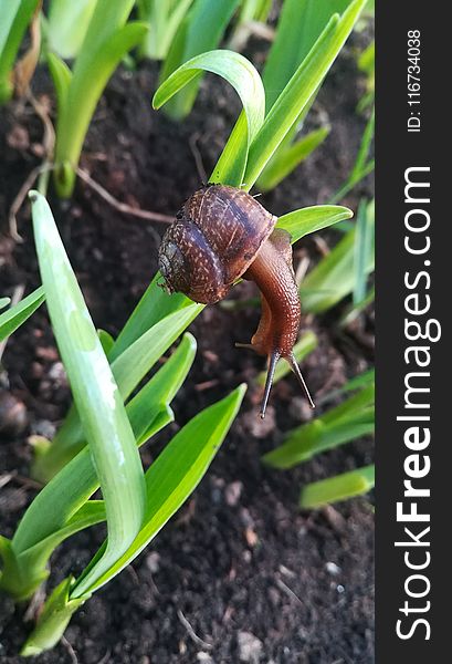 Snails And Slugs, Invertebrate, Snail, Plant
