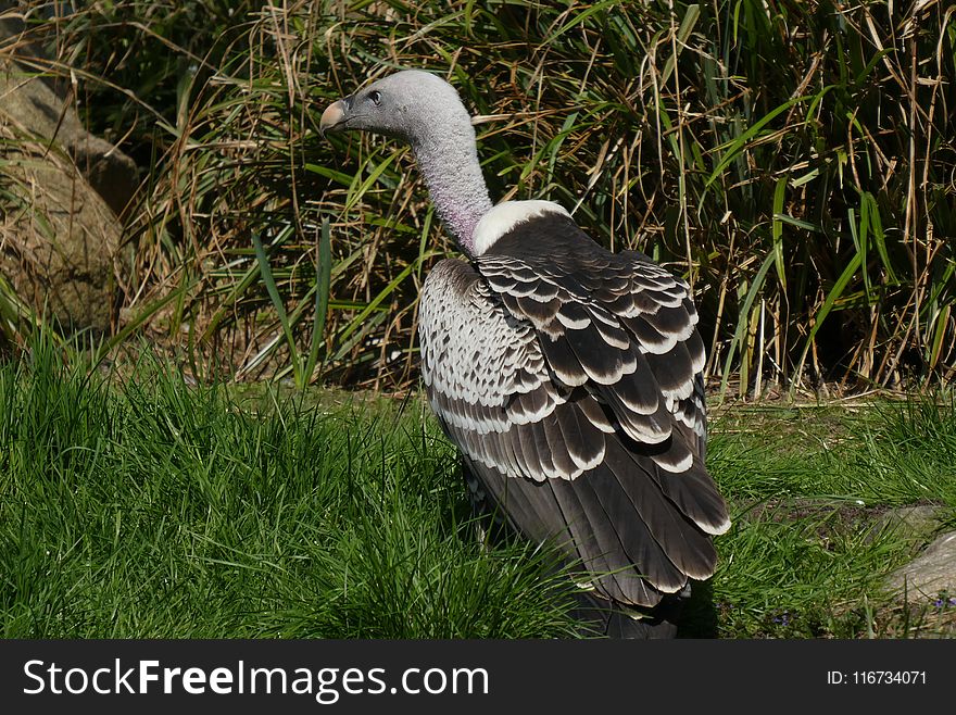 Bird, Fauna, Beak, Goose