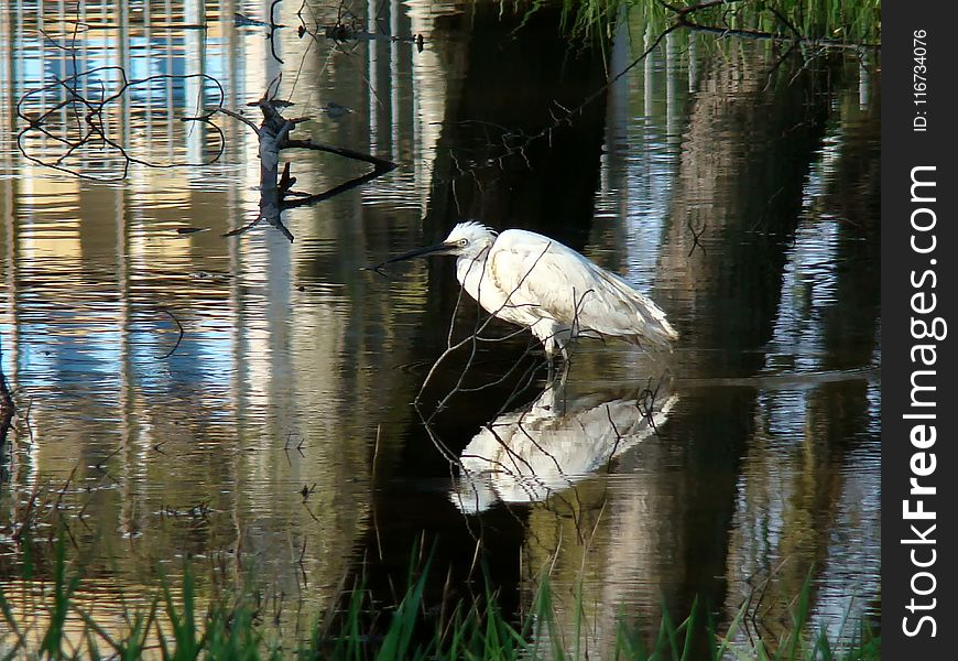 Water, Reflection, Fauna, Tree