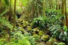 Lush Tropical Vegetation Of The Hawaii Tropical Botanical Garden Of Big Island Of Hawaii Royalty Free Stock Image