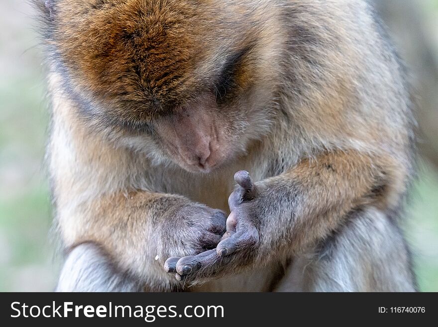 Barbary macaque looking at the palm lines of its hand