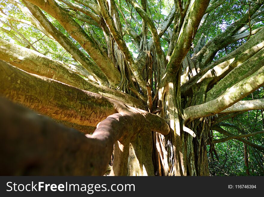 Branches and hanging roots of giant banyan tree growing on famous Pipiwai trail on Maui, Hawaii