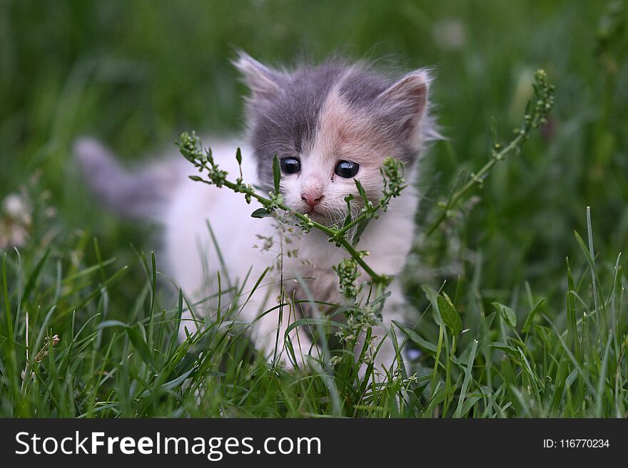 Young small cat playing in the grass. Young small cat playing in the grass