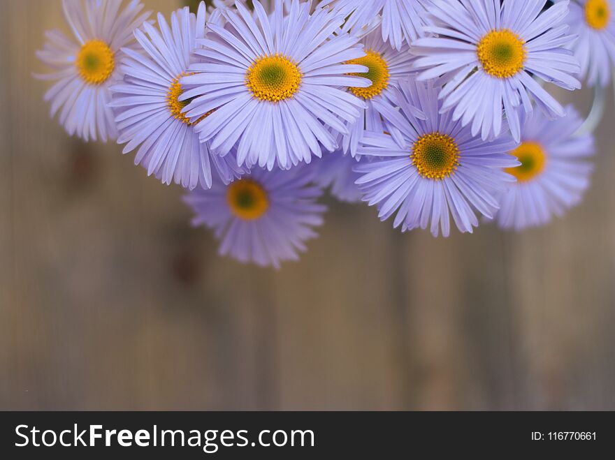 Violet Purple Daisy Chrysanthemum Chamomile Bouquet Rustic Wooden background Copy Space