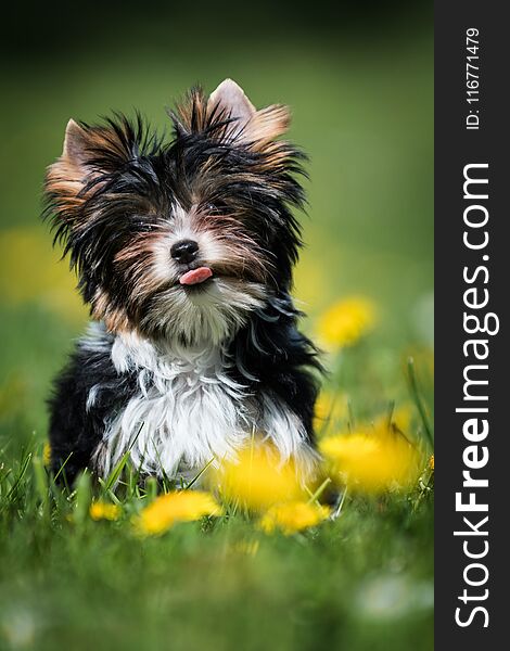 Cute Biewer Yorkshire Terrier puppy running in the grass with dandelions
