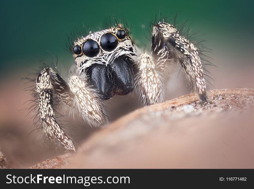 Jumping spider on green background extreme macro. Jumping spider on green background extreme macro