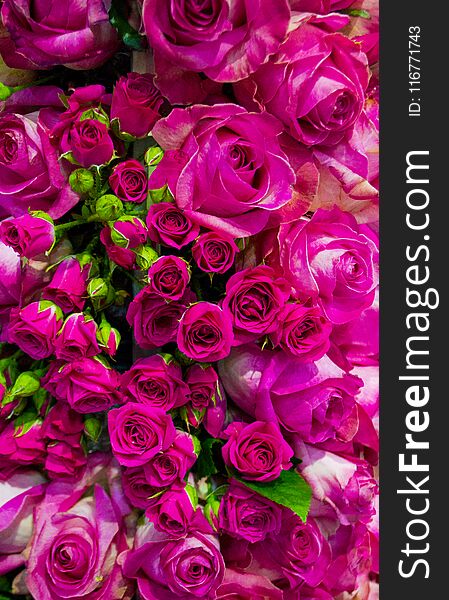 Floral background of roses. roses