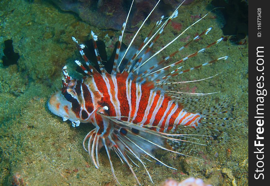 The amazing and mysterious underwater world of the Philippines, Luzon Island, Anilаo, scorpionfish