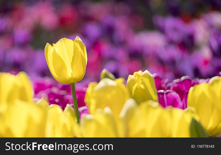 Yellow And Pink Tulip Field Selective-focus Photography