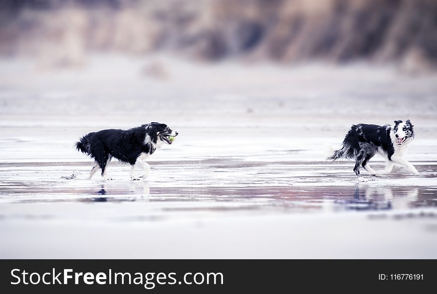 Selective Focus Photography of Two Black-and-white Border Collies Runs in Body of Water