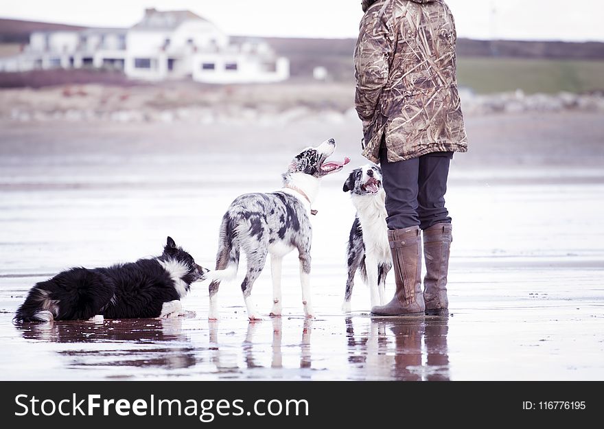 Person Together With Dogs in Shallow Focus Photography