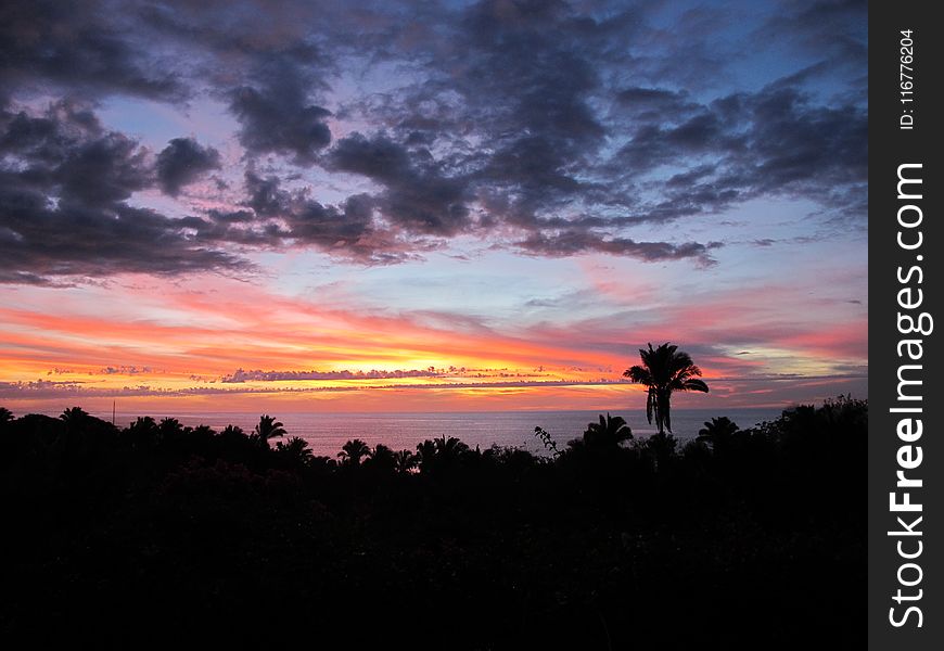 Silhouette Of Tree On Sunset