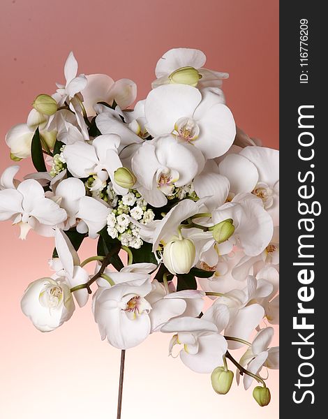 Photo of White Moth Orchids