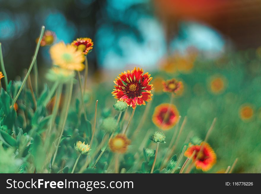 Selective Focus Photography of Red and Yellow Petaled Flower