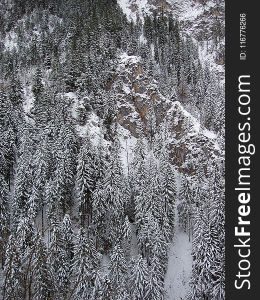 Photography of Conifers Covered with Snow