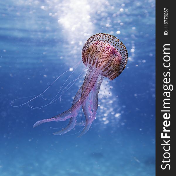 Shallow Focus Photo Of Pink And Brown Jellyfish