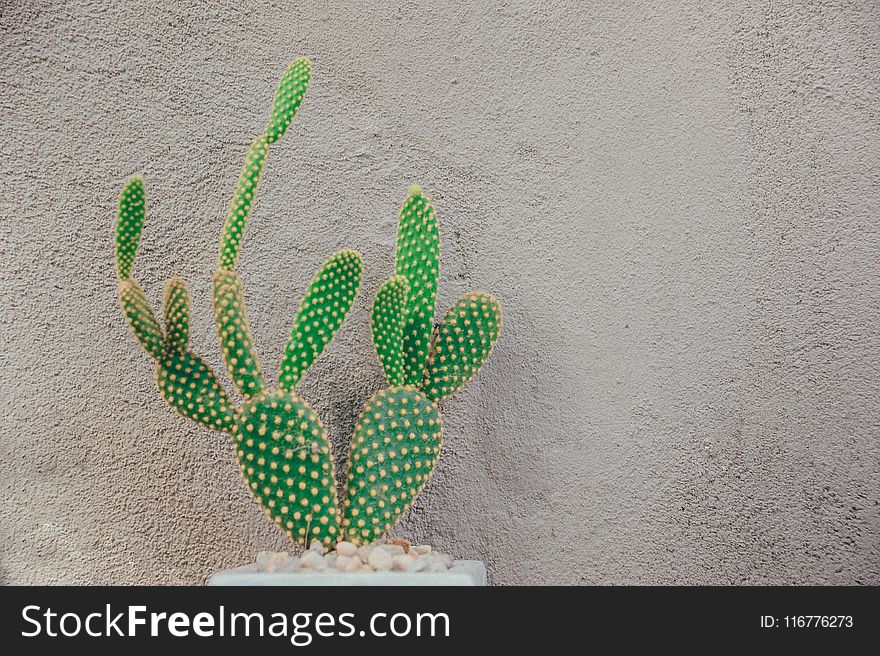 Green Cactus Near Gray Concrete Wall