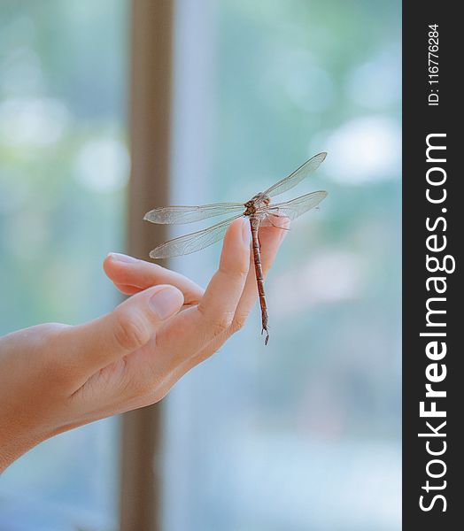 Dragonfly Perched on Human Finger in Closeup Photography