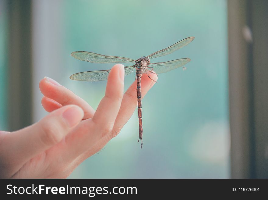 Close-Up Photography of Dragonfly Perched on a Finger