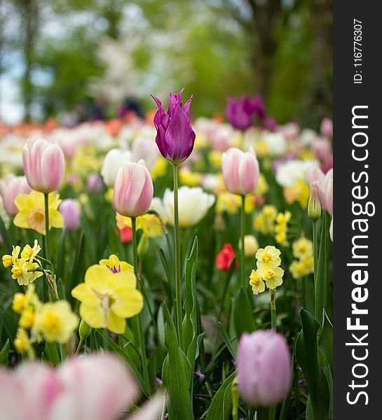 Depth of Field Photography of Tulip Flowers