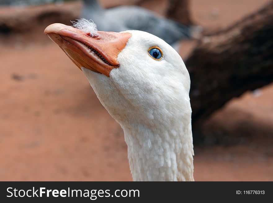 Photo of White Goose