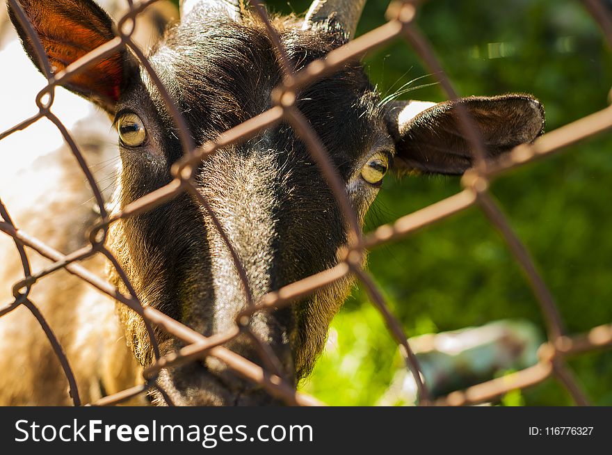 Close-up Photo of Brown Goat Beside Grey Cyclone Wire