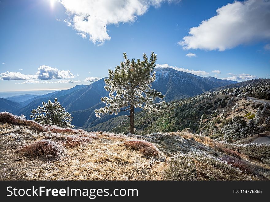 Green Leaf Tree On Mountain