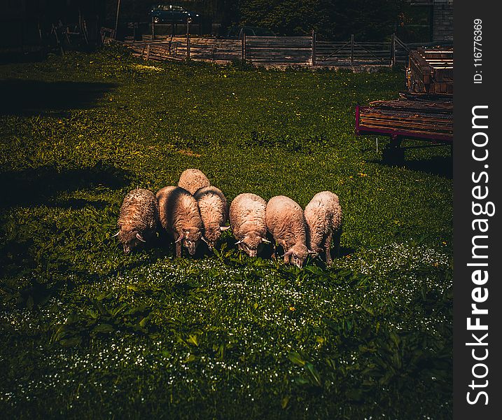 Herd Of Sheep On Green Grass