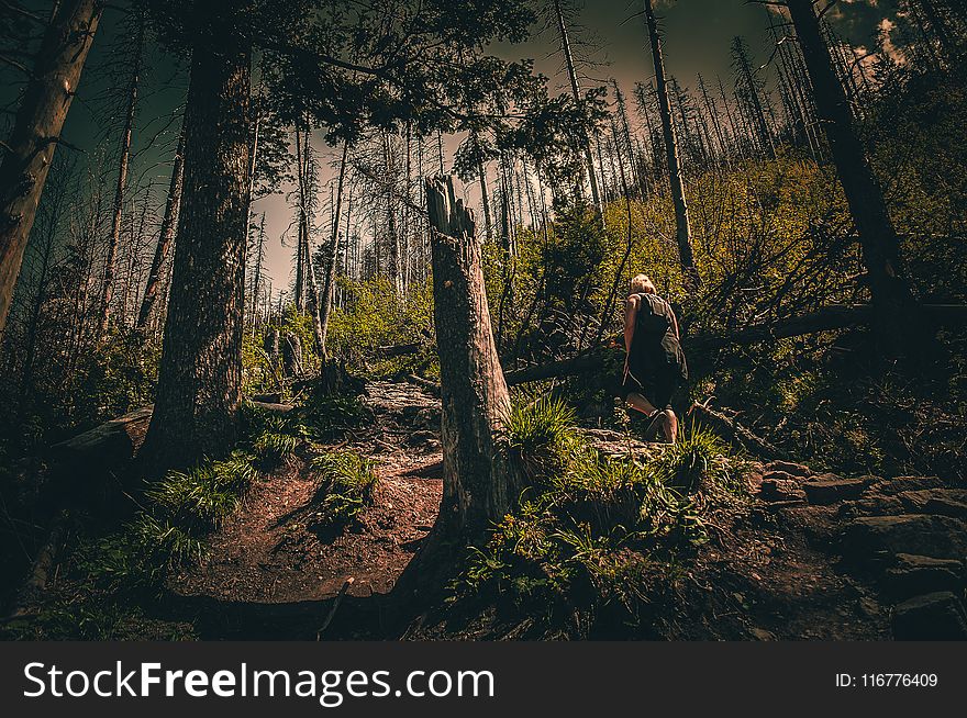 Person in Black Top Walking Through Forest