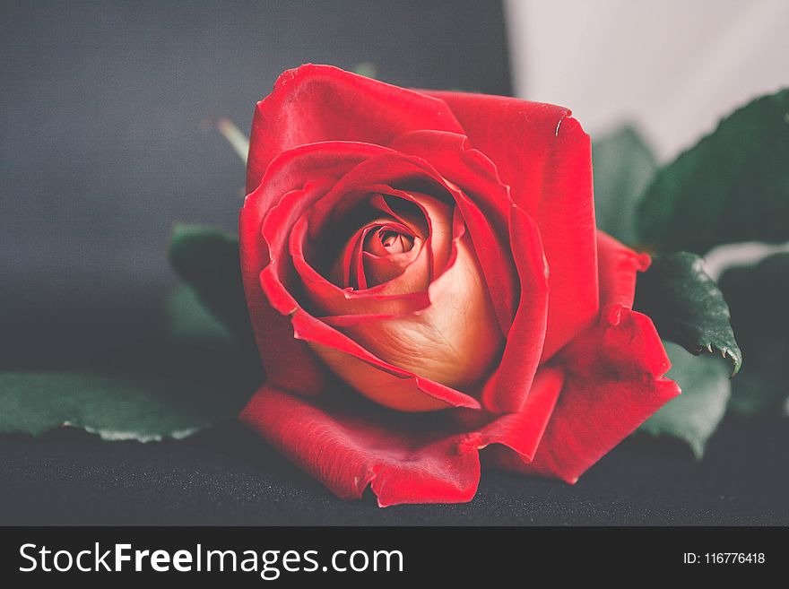 Shallow Focus Photography Of Red Flower