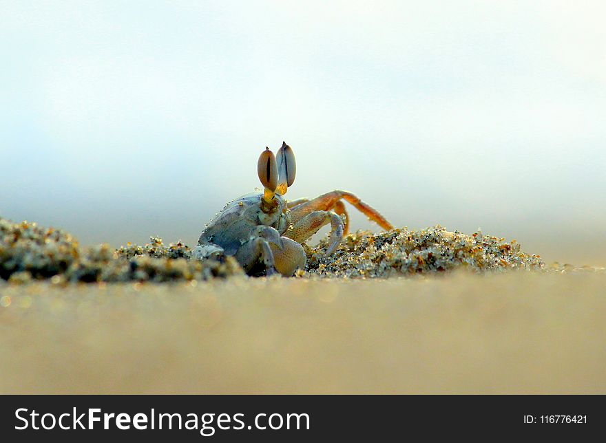 Crab In Close-up Photography
