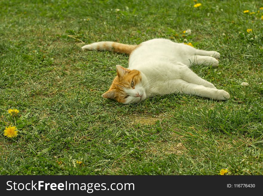 White And Orange Tabby Cat Lying On Grass