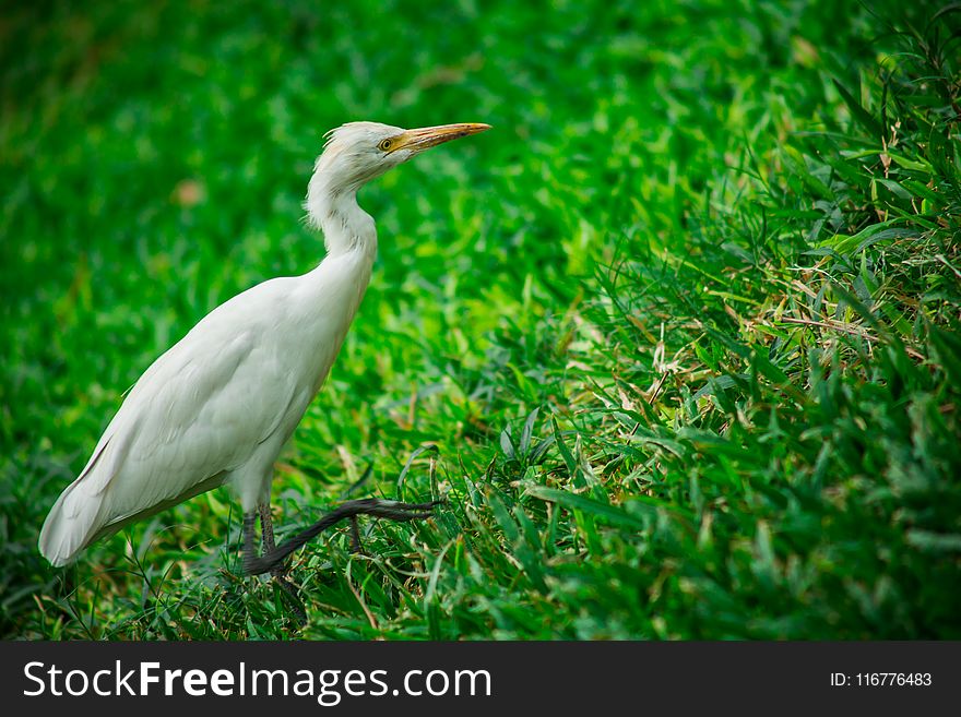 White Bird on Grass