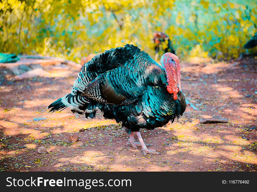 Two Black Turkeys